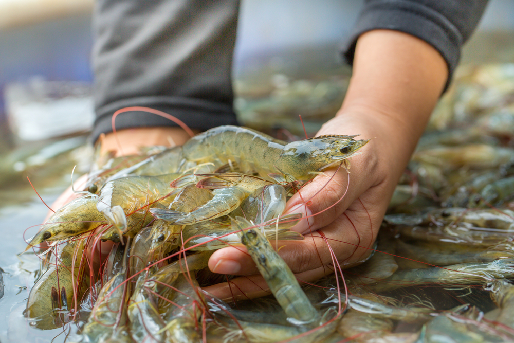 Ecuador Shrimp Industry Responds to Government Ending Diesel Subsidy