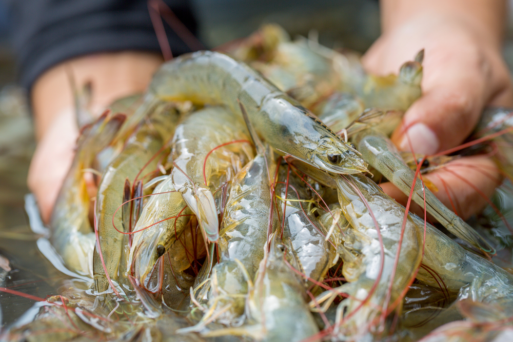 CNA Urges Government Action as Ecuadors Shrimp Exports Risk Massive Loss Amid Energy Crisis