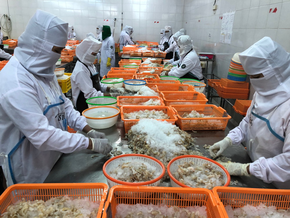 Hit by US Tariffs, Indonesia Plans to Sell Shrimp to China Instead