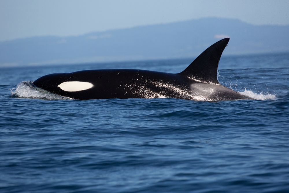 British Columbia: Orca Swam Into a Fish Farm Near Tofino, Leaves Unharmed