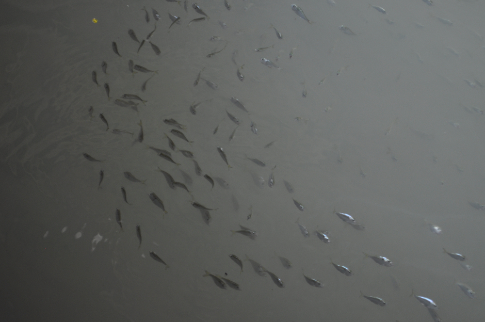 3 Virginia Bills Aim to Curb Industrial Menhaden Fishing