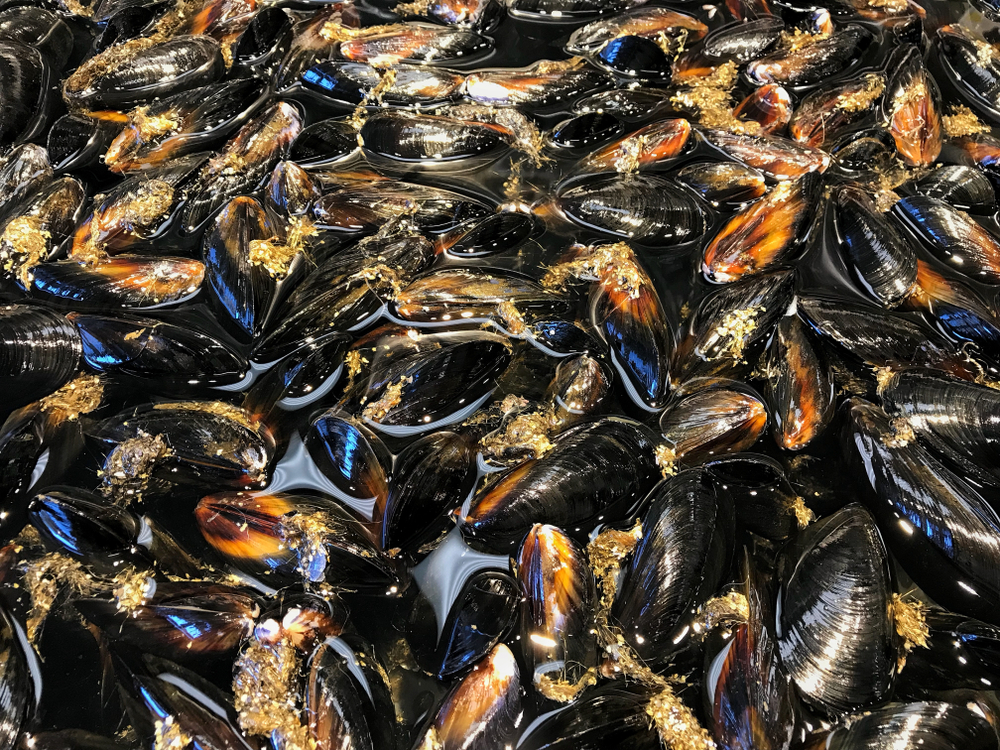 Maine Supports Multi-State Recall of Mussels Tied to Islesboro Harvest Site