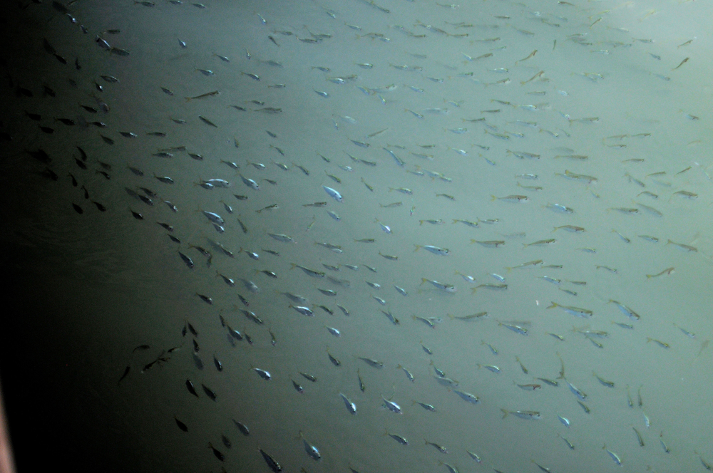 Researchers Advance Science-Based Roadmap for Chesapeake Bay Menhaden Harvest Cap