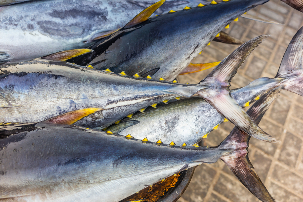European Tuna Industry Warns Against Indonesian Free Trade Deal Tariff Cuts