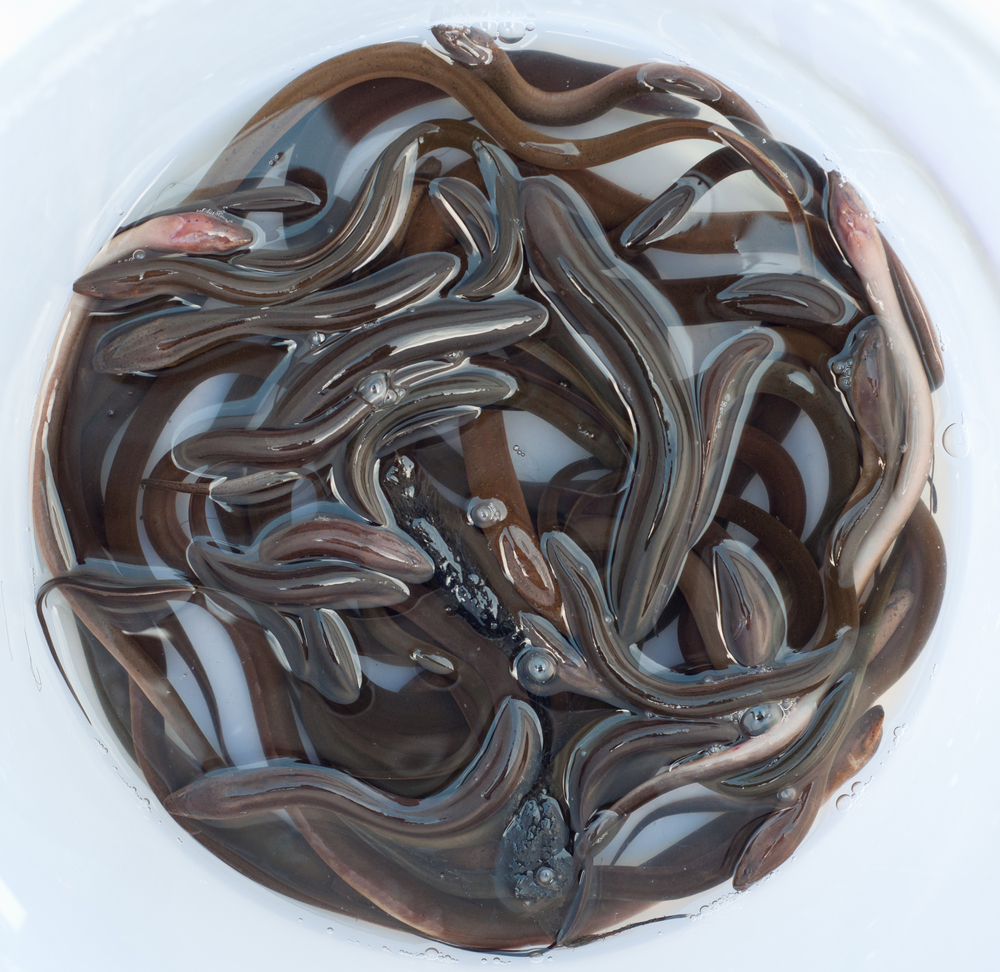 Indigenous Chiefs Take Aim at Baby Eel Lawsuit Alleging Poaching