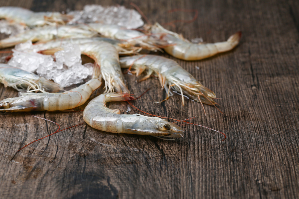 Ecuador’s Shrimp Sector Continues Fight Against Organized Crime