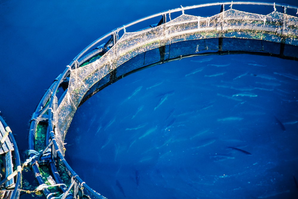 AQUAA Act Reintroduced in Congress; Bill Aims to Create Standards for U.S. Offshore Aquaculture