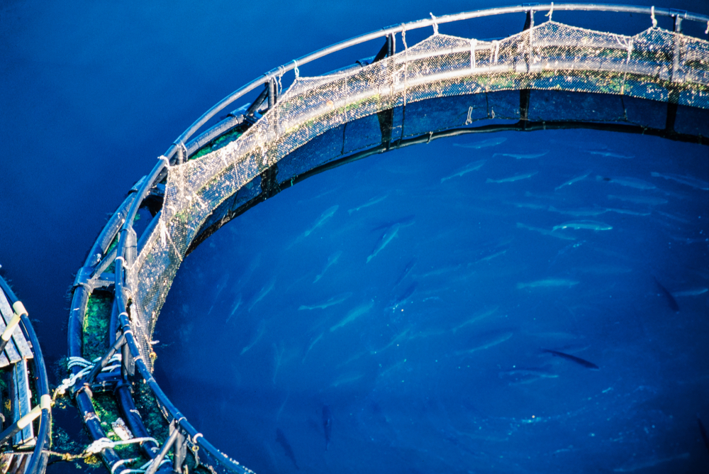 Canadian Aquaculture Industry Alliance Releases First-Ever Sustainability Report