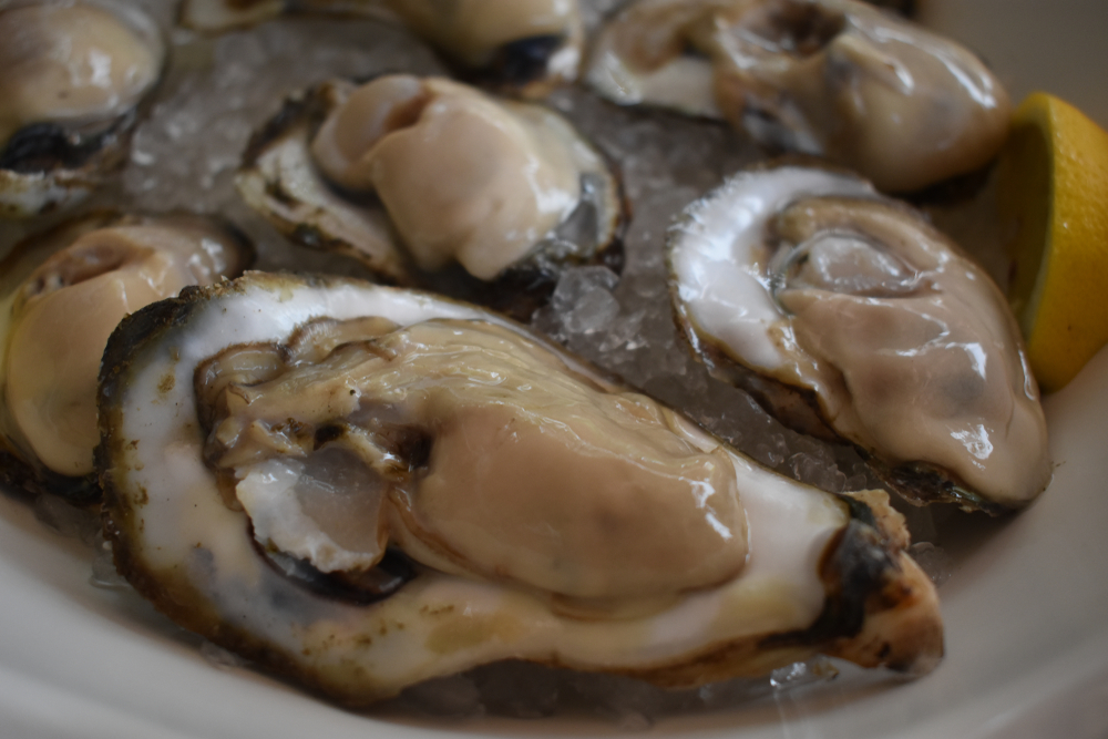 Maryland Maintains Oyster Harvest Regulations for Upcoming Season