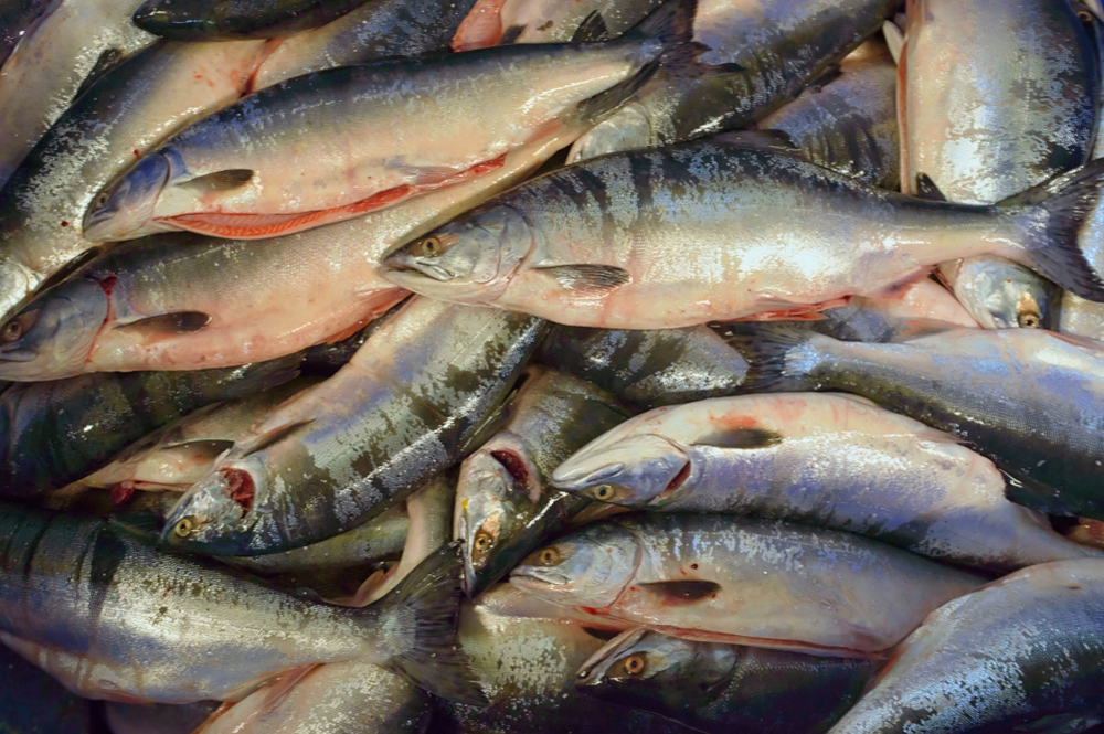 Russian Financial Conglomerate AFK Sistema Sells Major Salmon Fishing Asset in Kamchatka