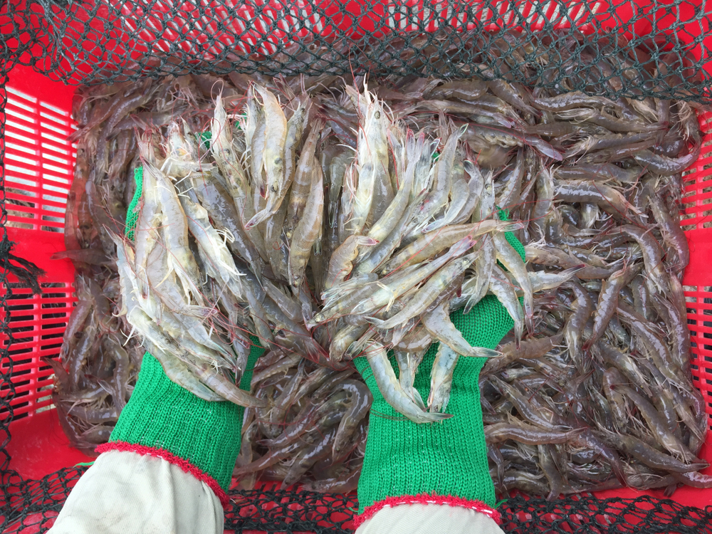 TCRS’s Annual Shrimp Summit Underscores Industry Promise Amid Tariff Uncertainty