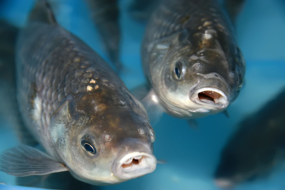 China Converts Cargo Ship into Giant Fish Farm as Food Security Push Gets Creative