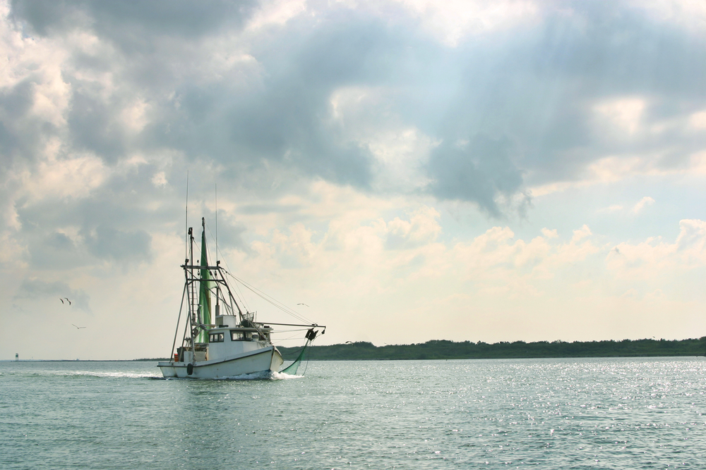 Influencers Videos Fight for Texas Struggling Shrimp Industry