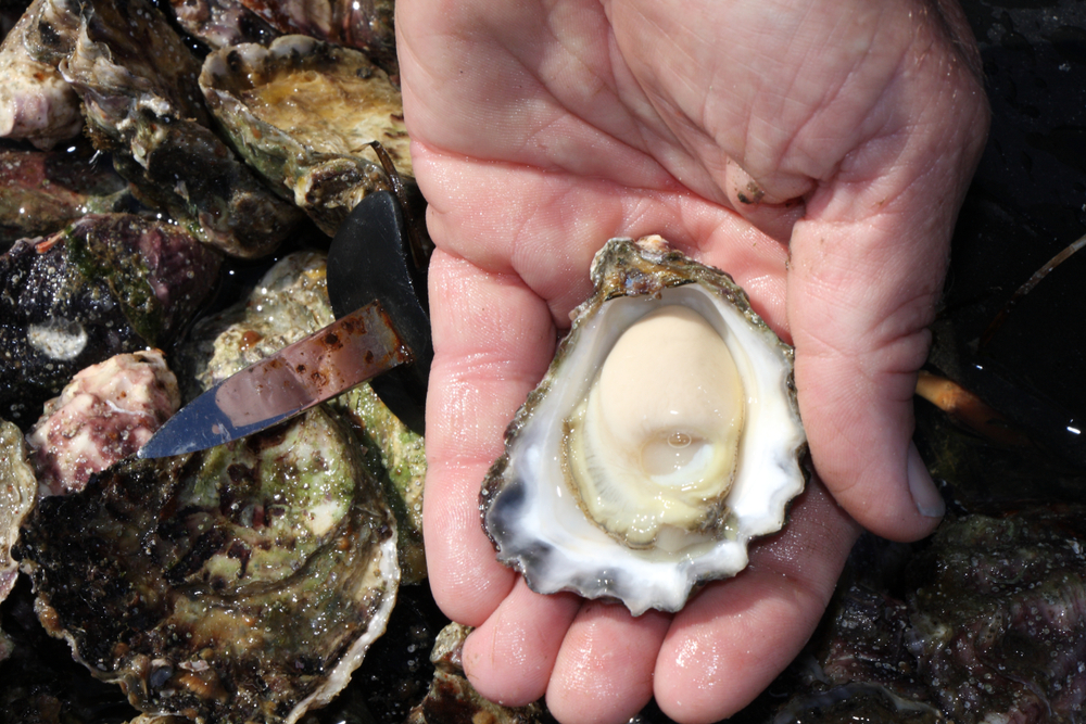 Oyster Farmers Blockade Trucks Carrying Oysters from Algal Bloom Waters