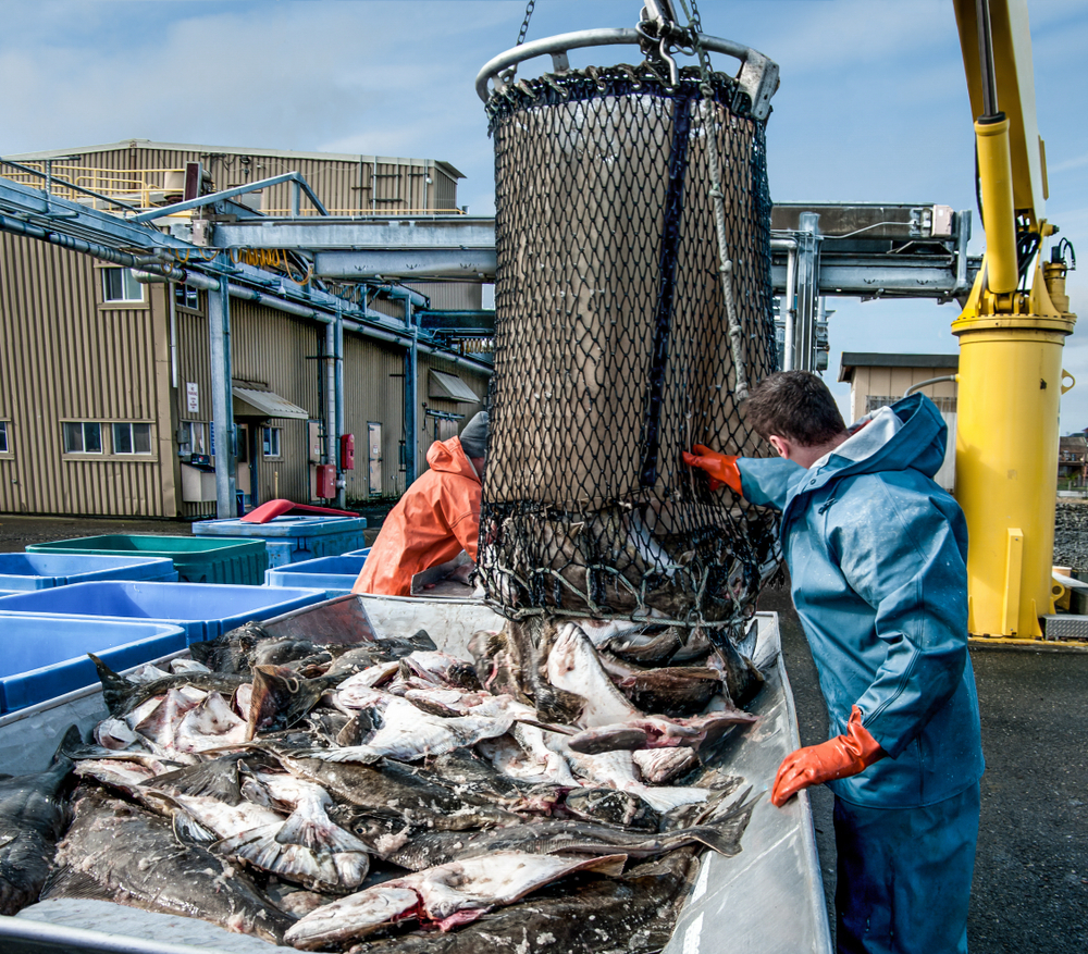 ANALYSIS: YTD Pacific Halibut Landings 14.52% Lower YoY