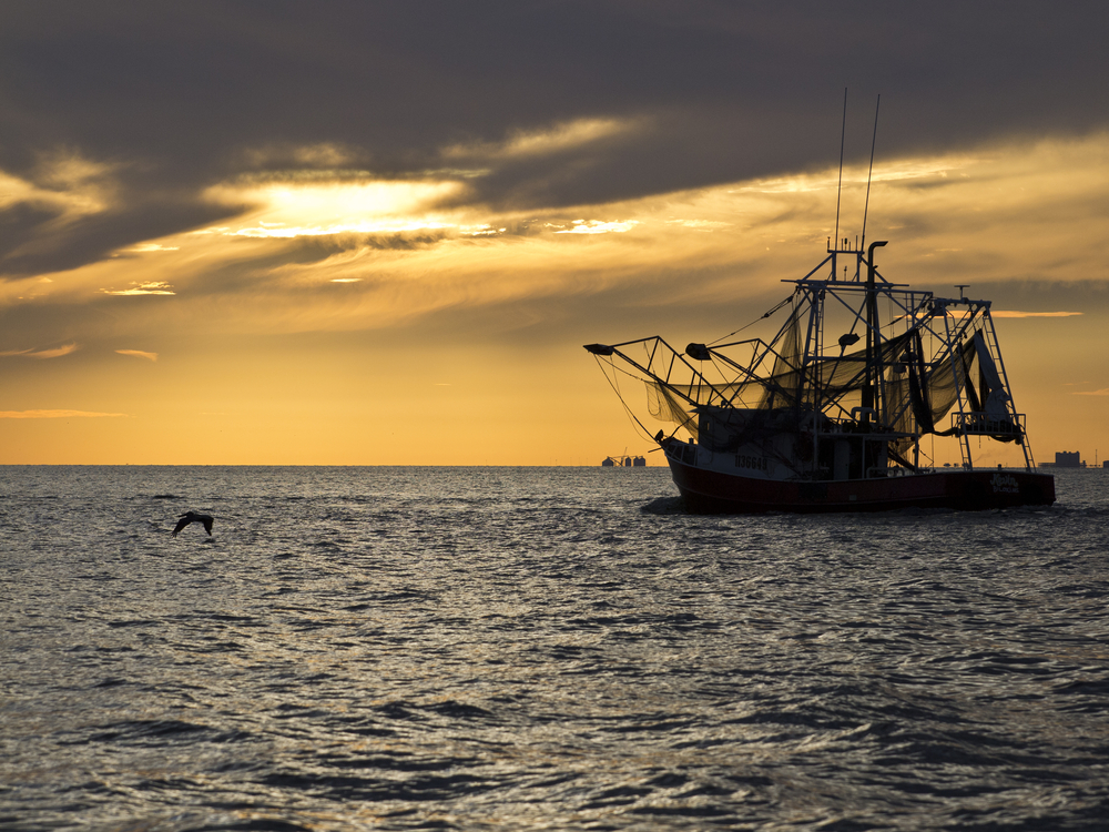 Alabama Seafood Industry Faces Import Crisis as Shrimp Prices Plummet and Boats Stay Docked
