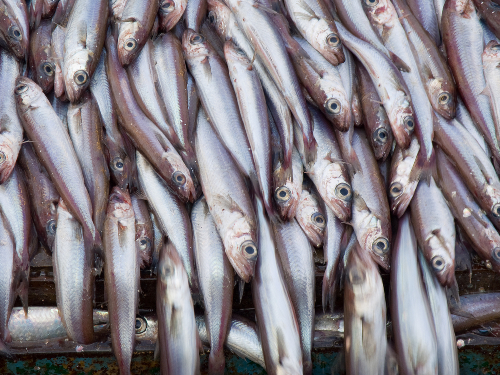 Recyclable Packaging Innovation Set to Transform Seafood Supply Chain