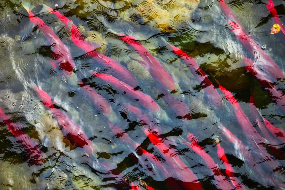 Columbia River Salmon Restoration Hit Hard by $1.5B Cut to Army Corps of Engineers