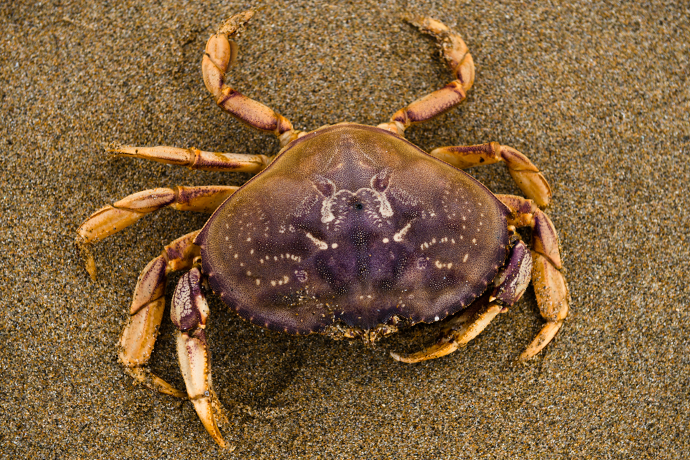 Crabbing is On in California – Sort Of; Washington Decision Expected Soon