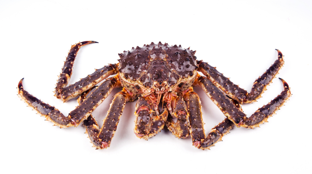 Sectors Clash on King Crab Protections in Bering Sea, Crabbers Say Council Action “Not Enough”