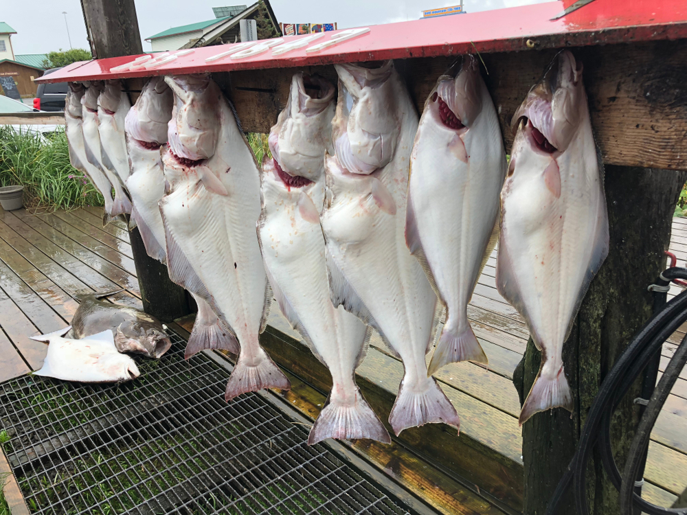 Alaska Lawmakers and Fishermen Challenge Halibut Proposal as Vote Comes Thursday