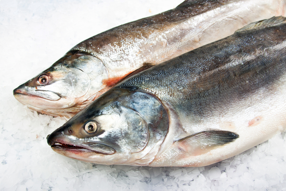 Farmed Atlantic Salmon Spot Prices Rise in Chile and Norway in March
