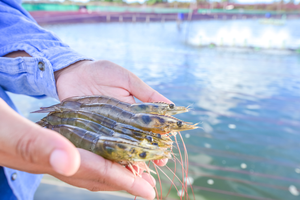 ShrimpTech JIRCAS and IMT Engineering Collaborate to Advance Land-Based Aquaculture