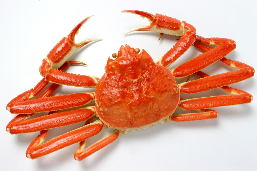 Snow Crab Prices Declined More Than 50% From January And Are Now at 2019 Pre Pandemic Levels