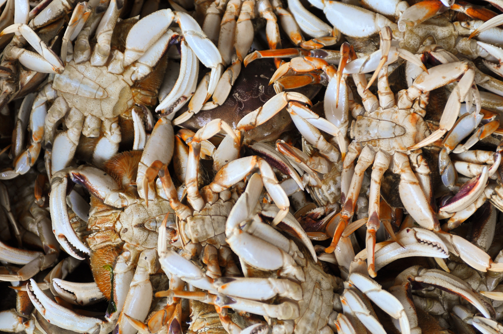 Another Biotoxin Wrinkle Adds to Oregon Crab Season Woes