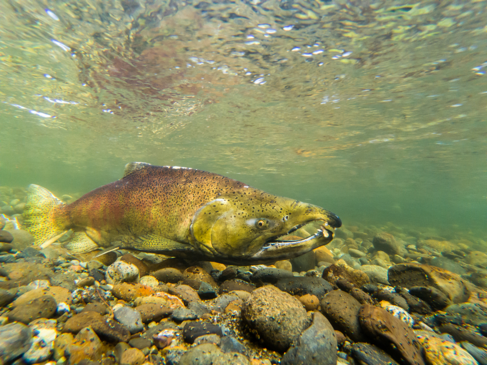 First Chinook Salmon Captured on Camera Passing Keno Dam in Historic Klamath River Return