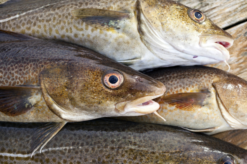 Atlantic Groundfish Council, FFAW React After DFO Completes 3Ps Cod Stock Assessment