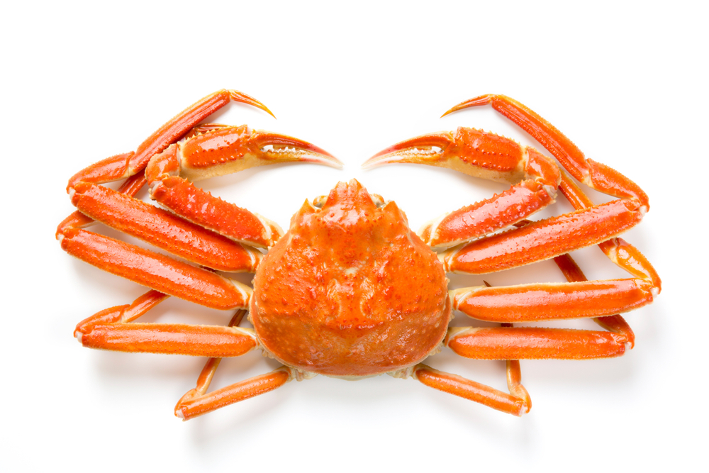 The Seasons First Opilio Snow Crab Fetched JPY 2.8 Million per Crab on the Japan Sea Coast