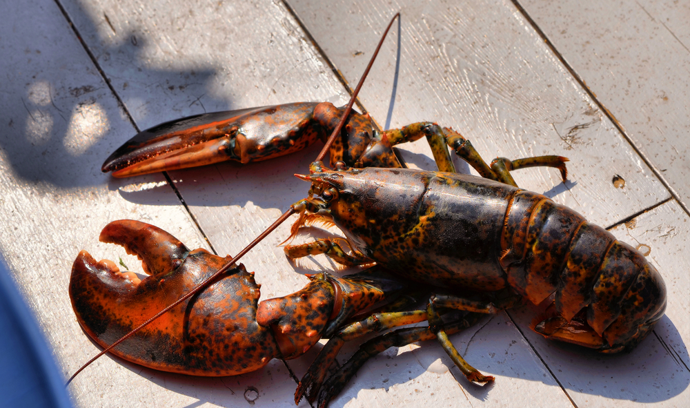 Canadian Processors to Resume Purchases of NL Lobster