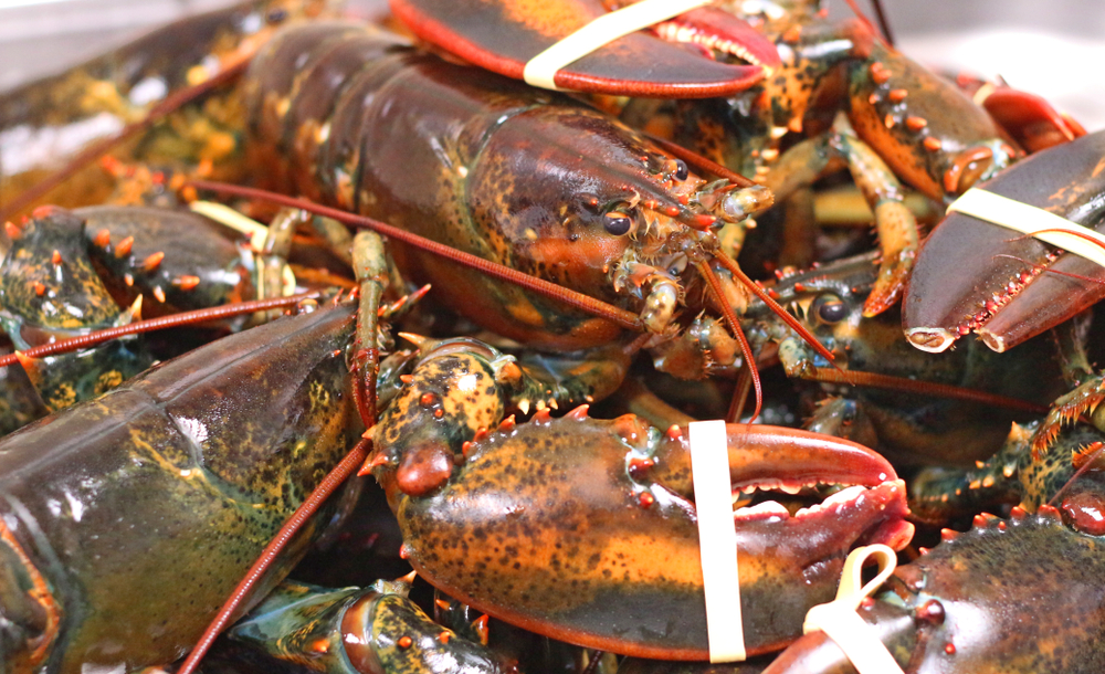 Maine Lobsterman Charged with Illegal Possession of Certain Lobsters