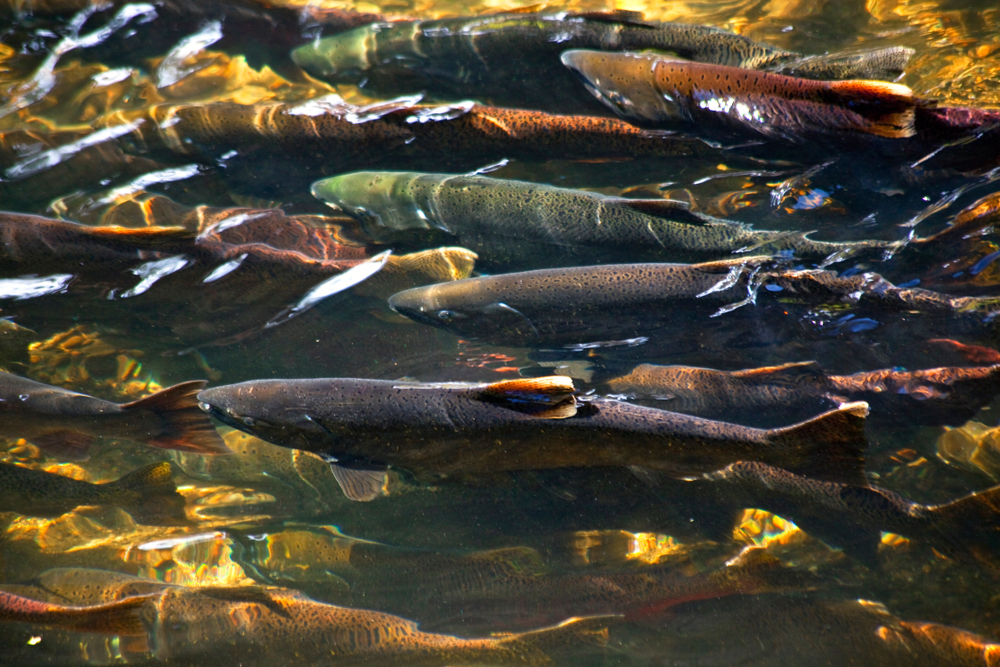 Lawmakers OK $1.1B for Salmon Habitat Restoration in Washington State
