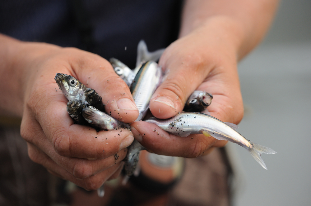 Catch Restrictions Could Pave the Way for Higher Priced Capelin, Other Species in Russia