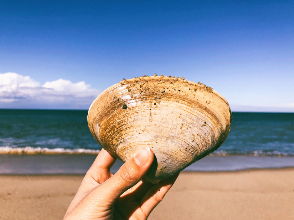 RIs Iconic Quahogs Are Disappearing. Could Moving Them Help Future Harvests?