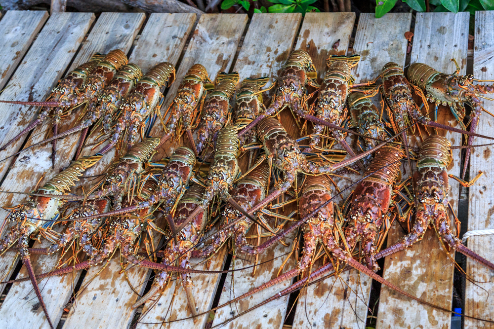 Florida Keys Fishermen Seek Tariffs as Costs Rise and Prices Fall