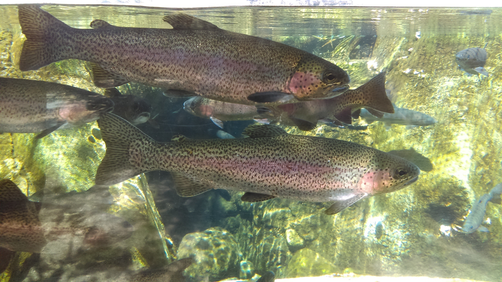 Environmental Advocates Sue Again to Protect Wild Salmon, Steelhead and Orcas from Columbia River