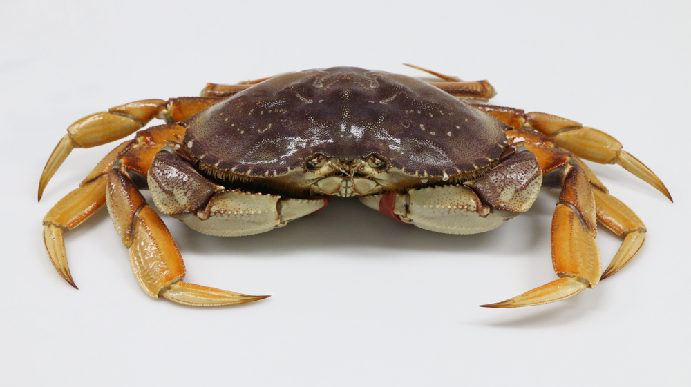 Wildlife Officers Bust Up Dungeness Crab Poaching at San Francisco Beach