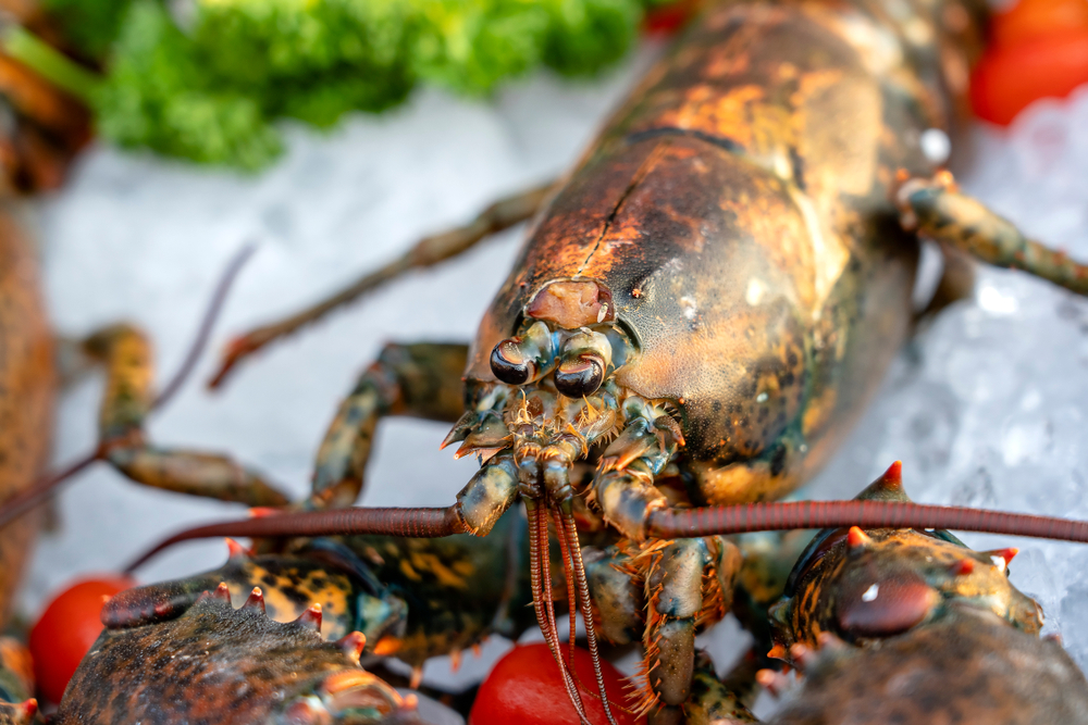 Atlantic Canadas Lobster Industry Stung By Low Prices and Global Economic Turmoil