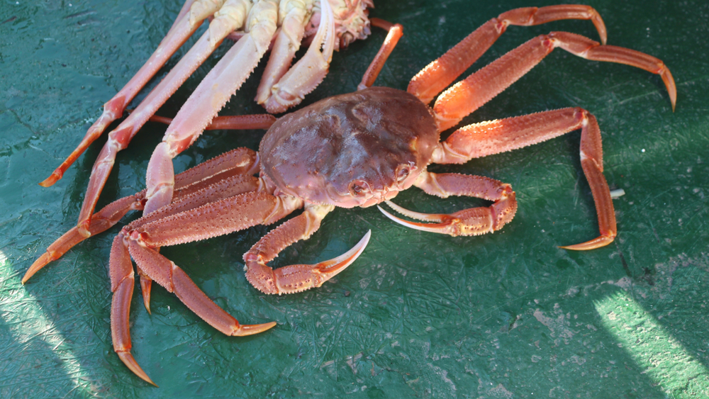 U.S. Ban on Russian Crab and Seafood