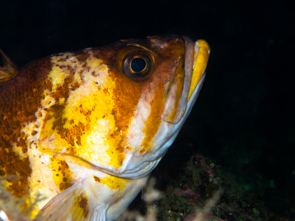 NMFS: New Data Shows Healthy Numbers of Quillback Rockfish off California; Fishing to Resume