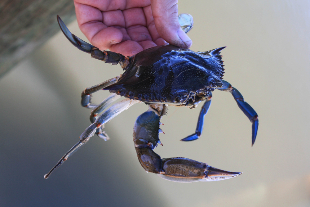 Coastal Fisheries Coalition Addresses Proposed Blue Crab Catch Limits