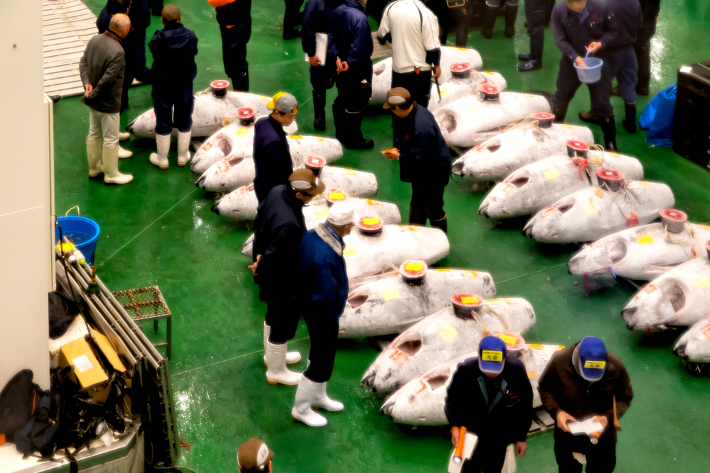 Toyosu Market’s Imported Fresh Tuna Sales in November Down 50%, No Shipment of Bigeyes