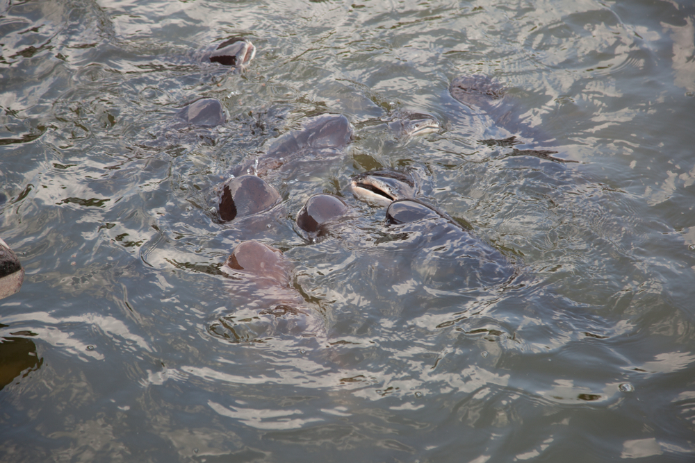 Japan Kamaboko Association Warns of Surimi Price Spike; Pangasius Demand May Boost Supply