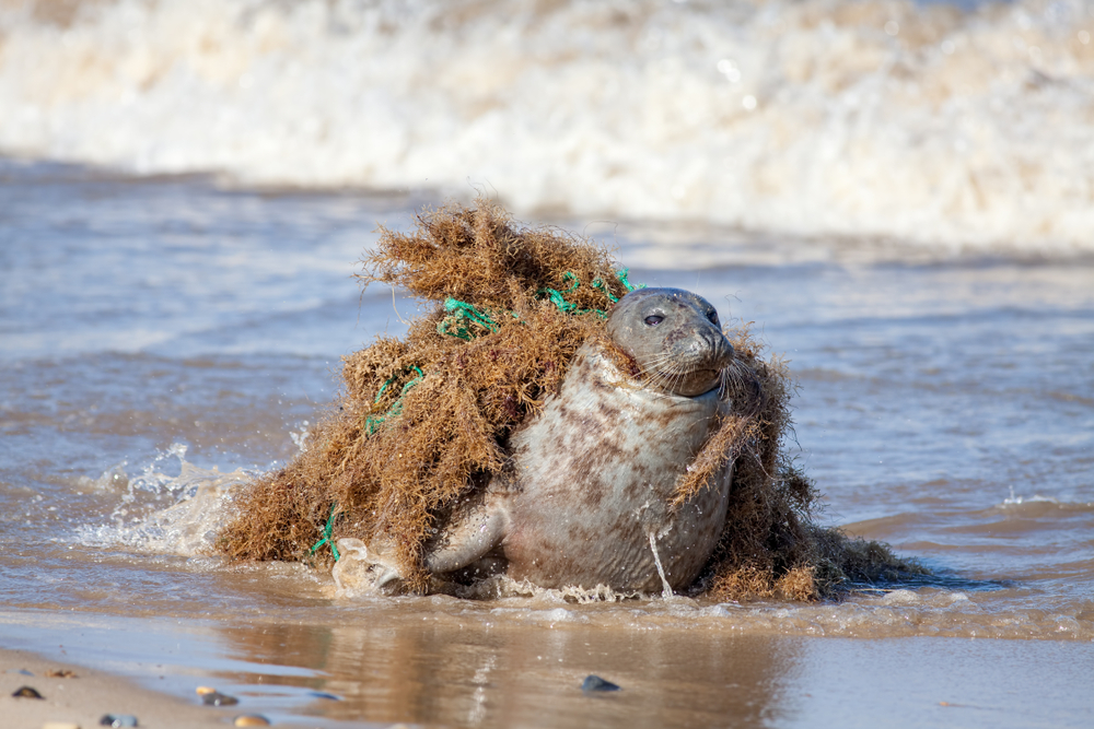 NOAA Fisheries Awards $3.8M in Prescott Grants to Strengthen Marine Mammal Rescue Network
