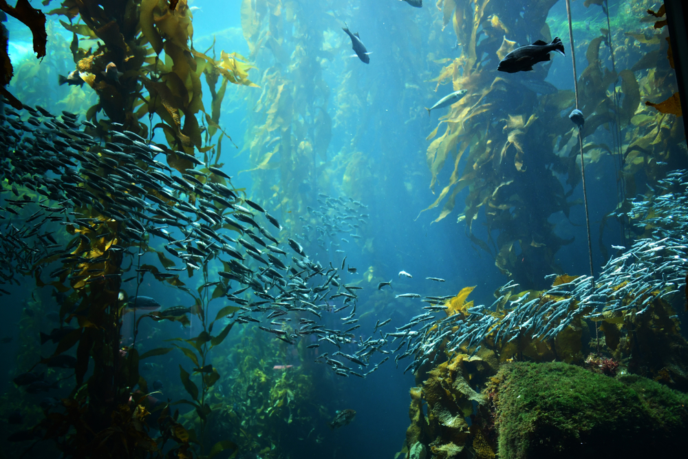 Two West Coast Leaders Want Help for Kelp, Reintroduce Bill to Restore Forests