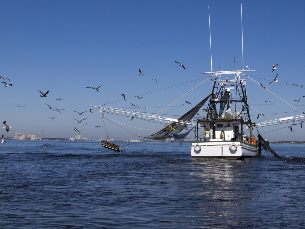 Alabama Temporarily Closes State Waters For Shrimping