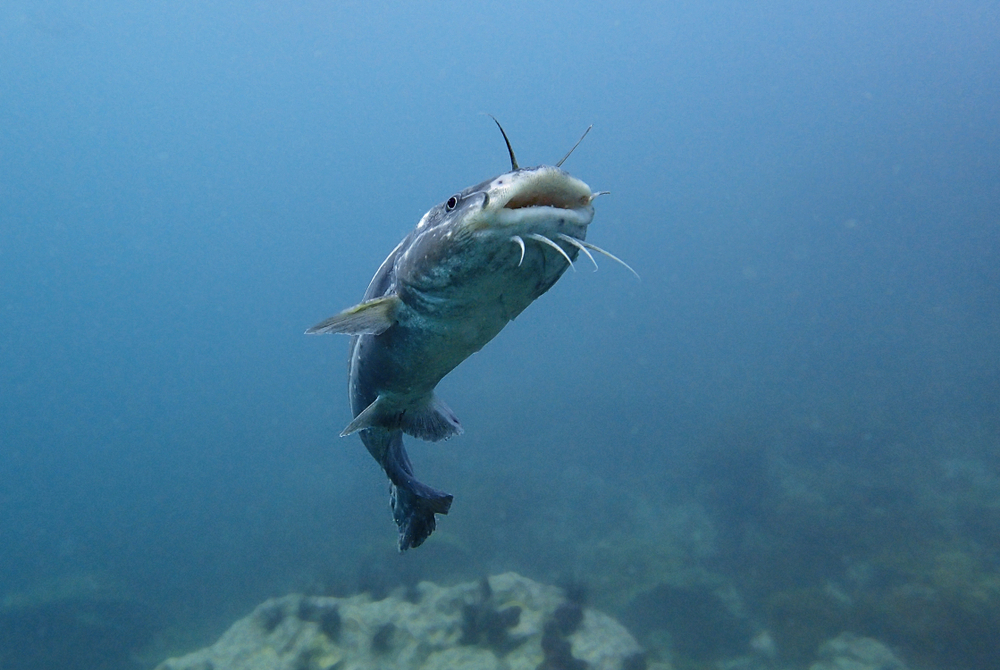 Applications Now Open for Blue Catfish Processing, Flash Freezing, and Infrastructure Grants